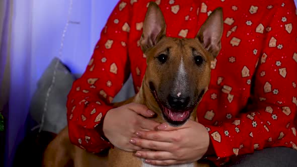 Woman in a Festive Red Shirt Hugs and Strokes an Adult Bull Terrier