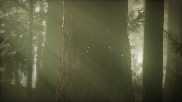 Wild Pine Forest at Sunrise