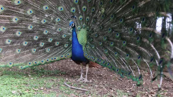 Indian Blue Peacock Strolls Through the Park Spreading His Beautiful Tail