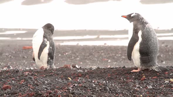 Penguins In A Blizzard