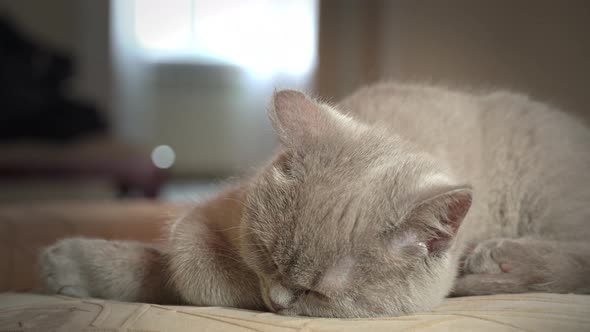 Pedigree Gray Domestic Cat Sleeps on a High Chair in the Apartment