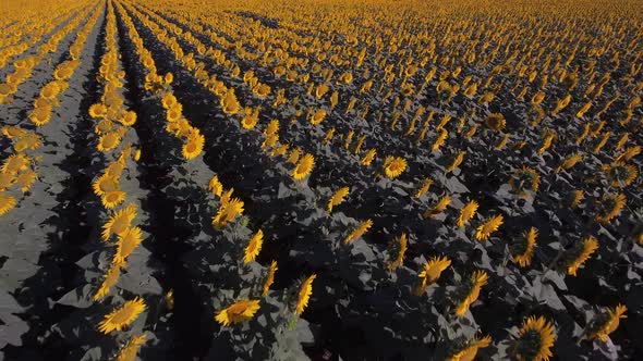 Flying Above Sunflowers