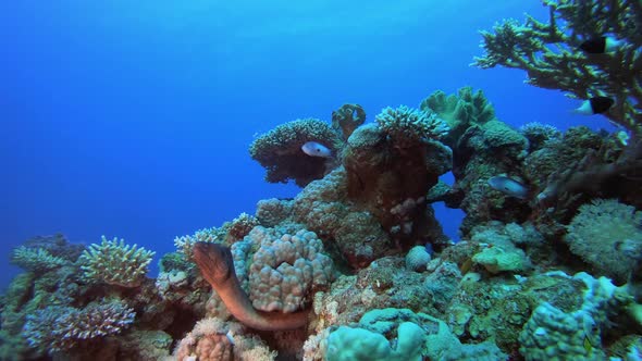 Coral Reef Marine Moray