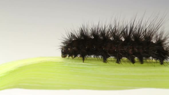 caterpillar