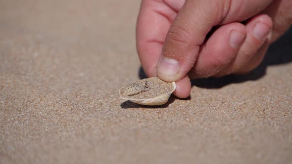 An Ant-lion Insect Buries Itself in the Sand on a Seashell Beach in the Sea of Azov. Larvae Are