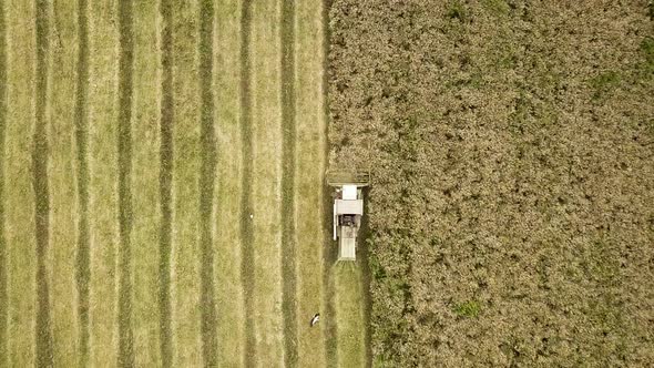 Aerial view of combine harvester harvesting large ripe wheat field. Agriculture from drone view.