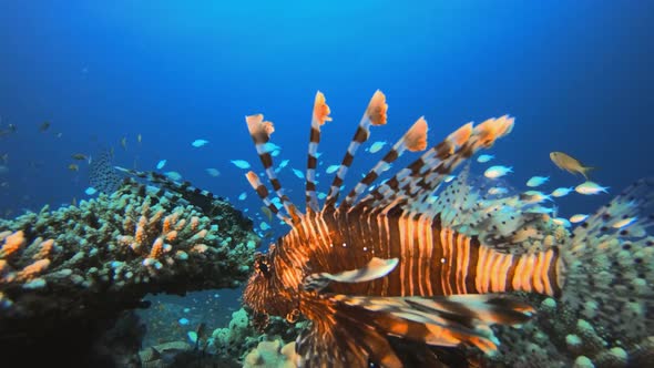 Tropical Red Sea Lion-Fish