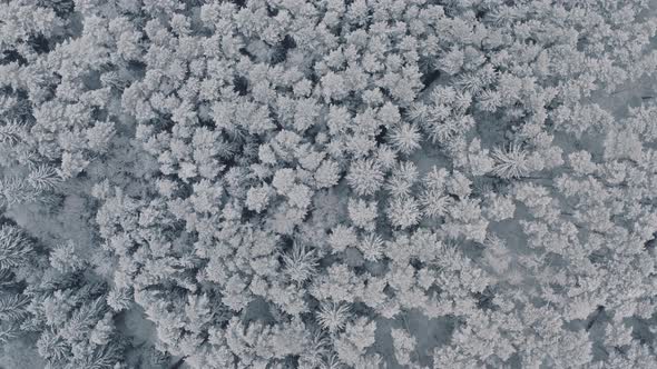 Aerial View Frozen Forest with Snow Covered Spruce and Pine Trees. Top Down View Flyover Beautiful