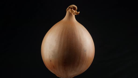 Fresh onion bulb close up