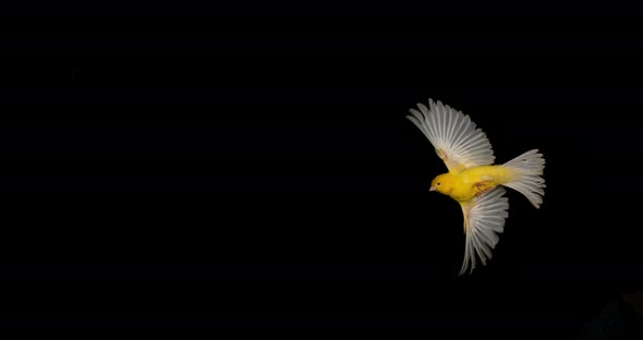 Yellow Canary, serinus canaria, Adult in flight against Black Background, Slow Motion 4K