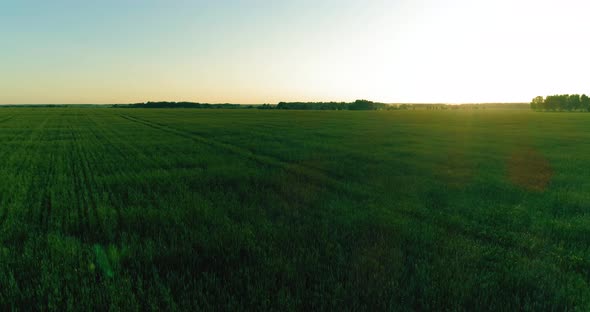 Low Altitude Flight Above Rural Summer Field with Endless Yellow Landscape at Summer Sunny Evening