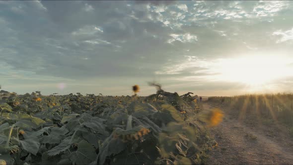 Time lapse of sun setting over sunflower field