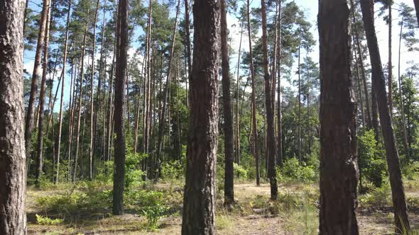 Green Forest with Trees By Day