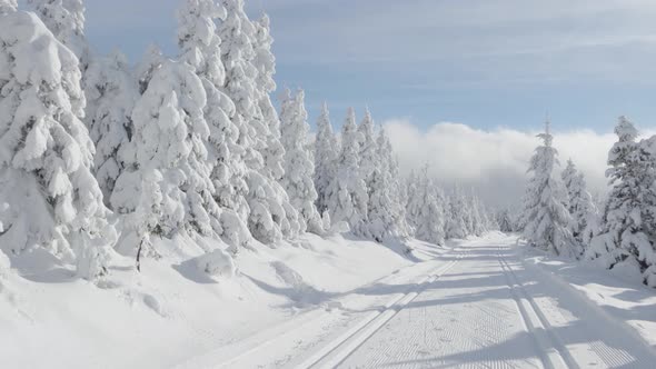 A Crosscountry Skiing Trail in a Snowcovered Winter Landscape with Trees