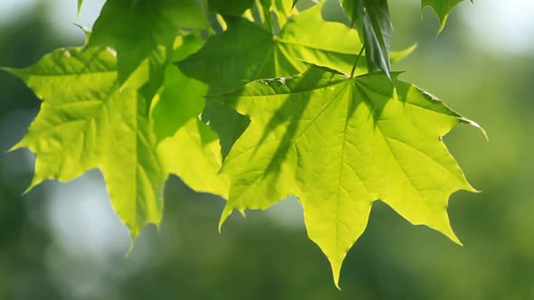 Green Maple Leaves