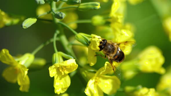 Fly on a Flower of Brassica Oleracea