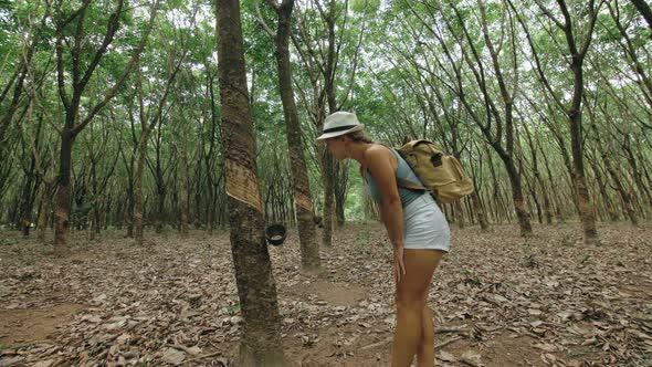 The Traveler Walks Between Trees Plantation Agriculture of Asia for Natural Latex Extraction Milk in