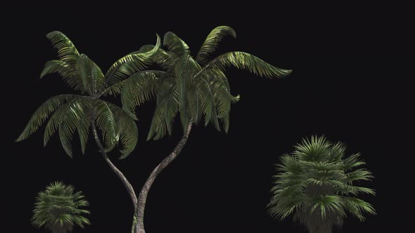 Tropical palms and bushes on a transparent background move in the wind.