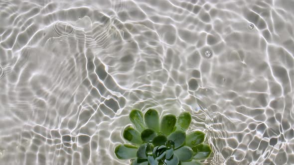 Slow Motion of Falling Green Succulent on Water Surface and Diverging Circles of Water on Pastel