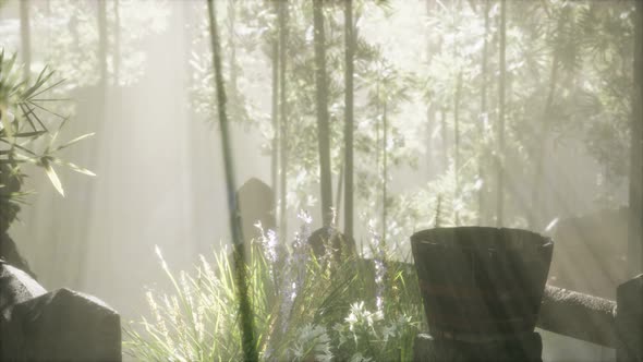 Japan Bamboo Forest and Green Meadow Grass with Natural Light