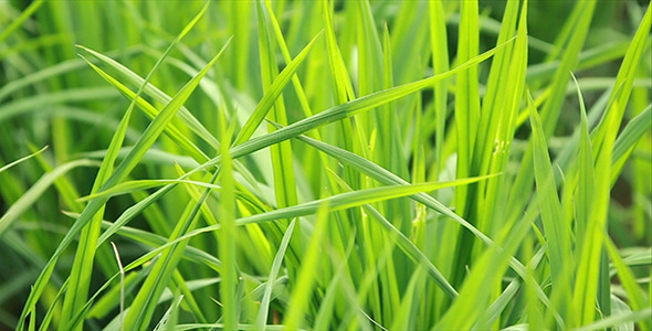 Paddy Plant Background