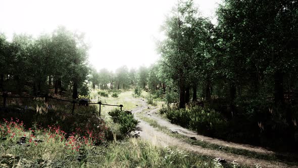 Country Road in a Deciduous Forest on a Foggy Morning