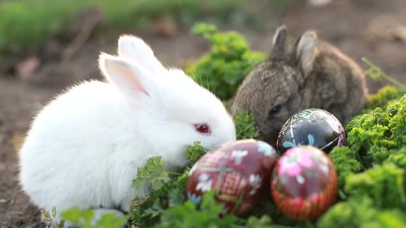 Brown Easter Bunny Eating a Dandelion Sitting Near Easter Eggs Green Grass with Dandelions