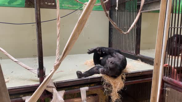 The Chimpanzee Rests in the Zoo and Eats Lying on Its Back