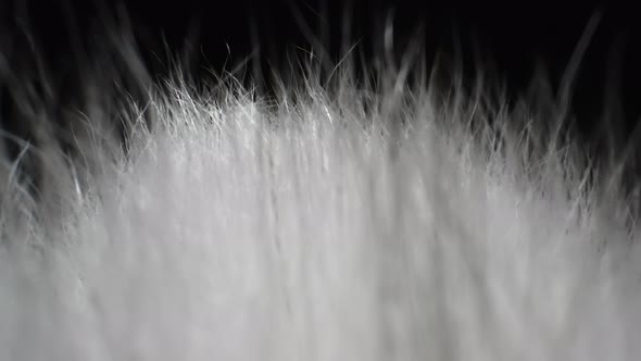 Bright White Animal Fur. The Camera Moves Through the Hairs of the Animal Fur.