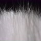 Bright White Animal Fur. The Camera Moves Through the Hairs of the Animal Fur. - VideoHive Item for Sale