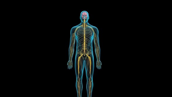 The Human nervous system 3d medical animation