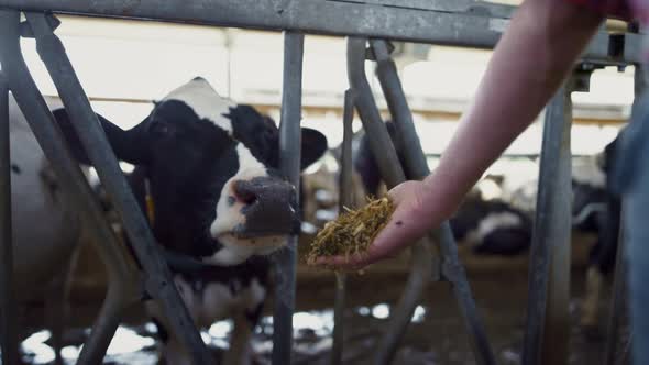 Farmer Feeding Cattle Herd From Hands in Cowshed Close Up