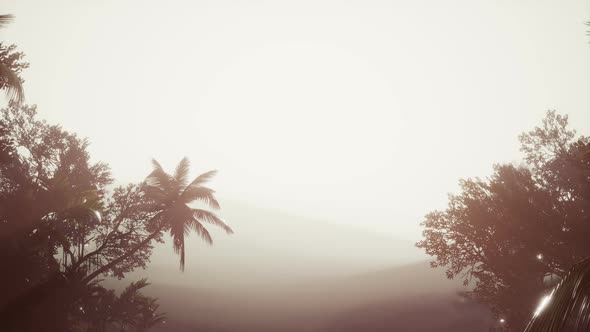 Tropical Palm Rainforest in Fog alt