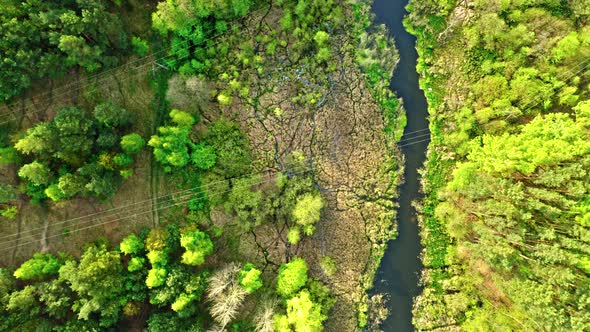 Green forest and river. Aerial view wildlife in Poland