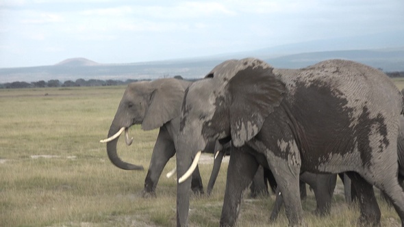 Safari in Kenya and Tanzania. Elephants in an African savanna.