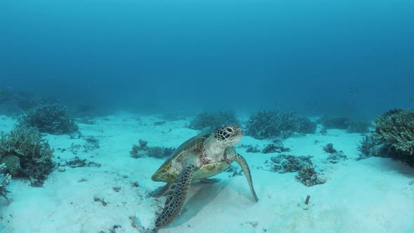 Curious sea turtle slowly lifts its head up high to face a underwater scuba diver.