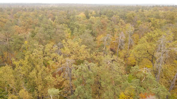 Forest Beautiful Landscape in an Autumn Day