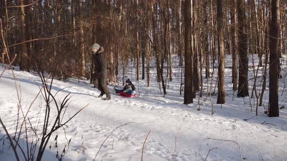 Dad Pulls Happy Son on Red Sled in Forest on Sunny Day