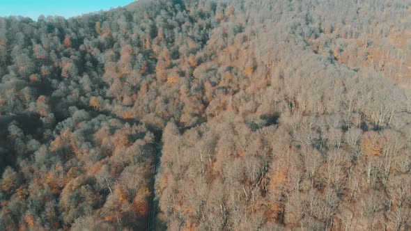 Aerial View Of Autumn Forest