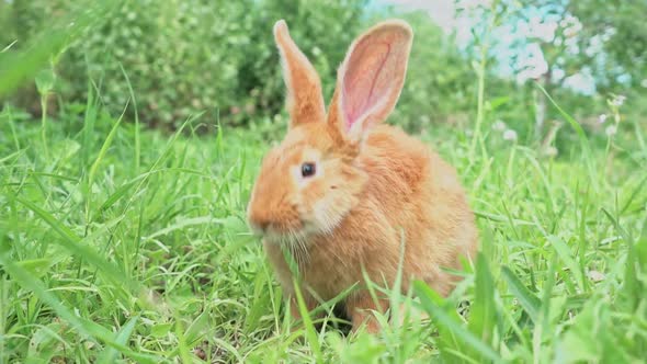 Cute Adorable Red Fluffy Rabbit Sitting on the Green Grass Lawn in the Backyard