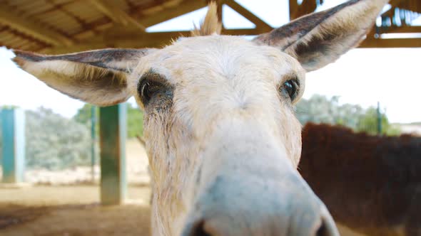 Head Of A Cute Donkey In Front Of The Camera In Bonaire. - close up shot