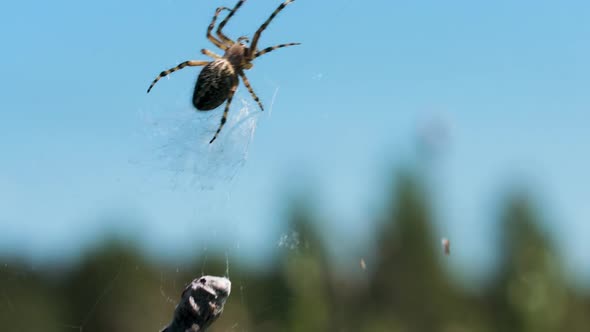 Tarantula in Macro Photography