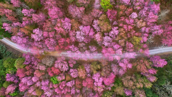 Top view over the Wild Himalayan Cherry Blossom (Prunus cerasoides) in the northern winter