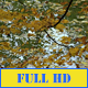 Autumn Leaves Lake - VideoHive Item for Sale