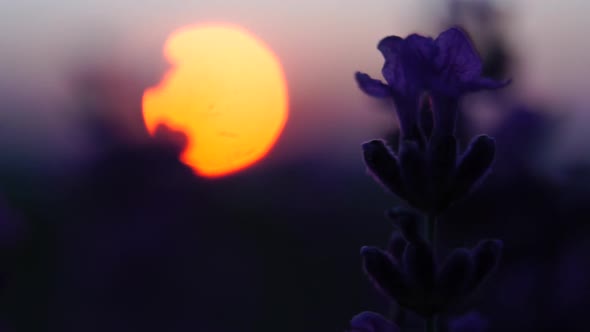 Blooming Lavender in a Field at Sunset