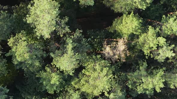 Vertical Video Aerial View of Trees in the Forest