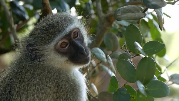 Vervet Monkey Looking At Camera, Full Frame Close Up Slow Motion of African Animal in Natural Enviro