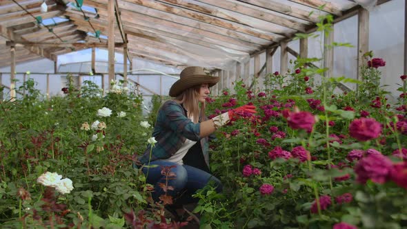 Girl Florist in a Flower Greenhouse Sitting Examines Roses Touches Hands Smiling. Little Flower