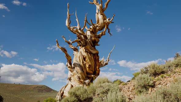 Time lapse of the clouds moving behind a Bristlecone Pine Tree