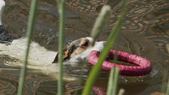 Slow Motion of Jack Russell Terrier Dog Floating on River with Toy